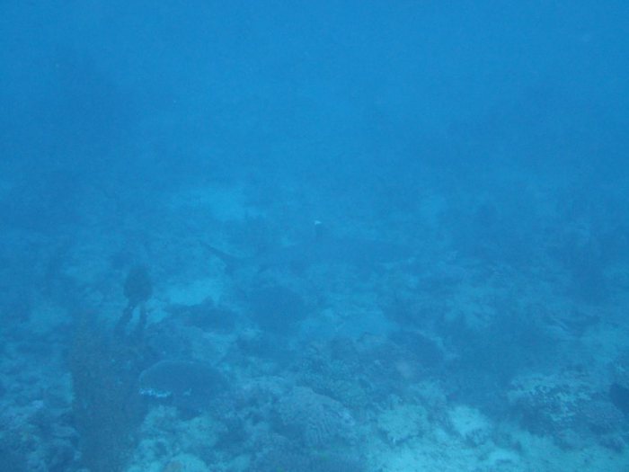 Requin à pointe blanche du lagon