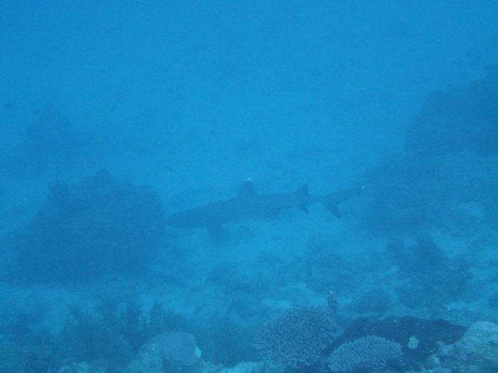 Requin à pointe blanche du lagon