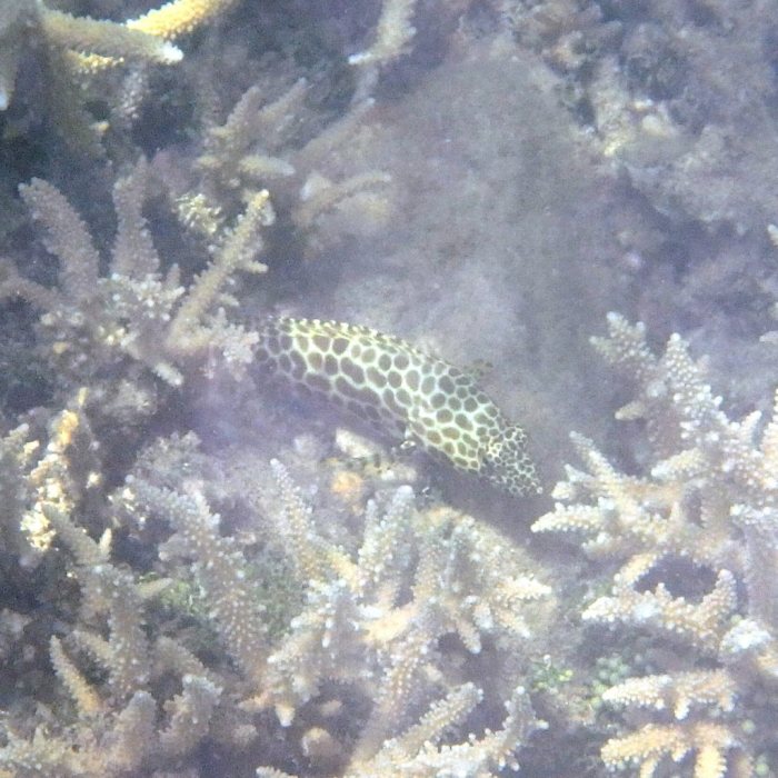 Epinephelus merra