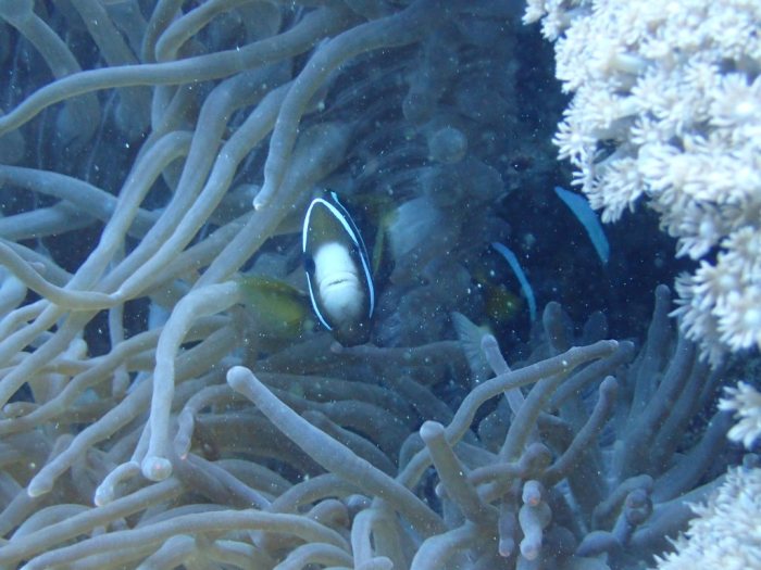 Amphiprion akindynos