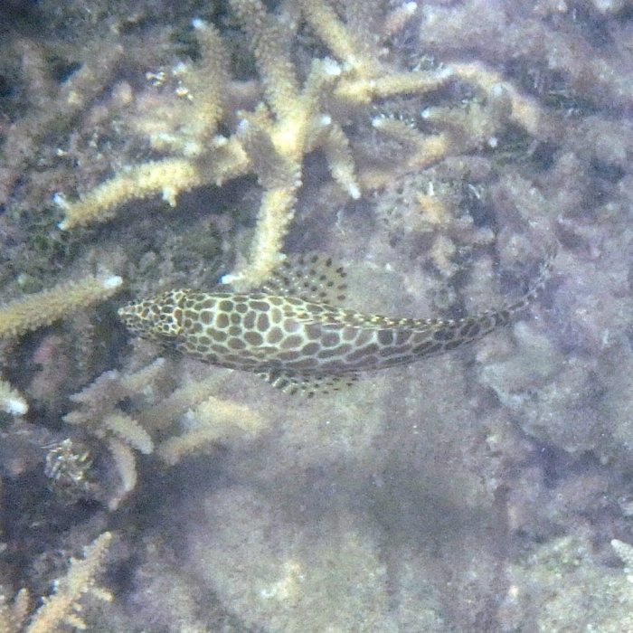 Epinephelus merra
