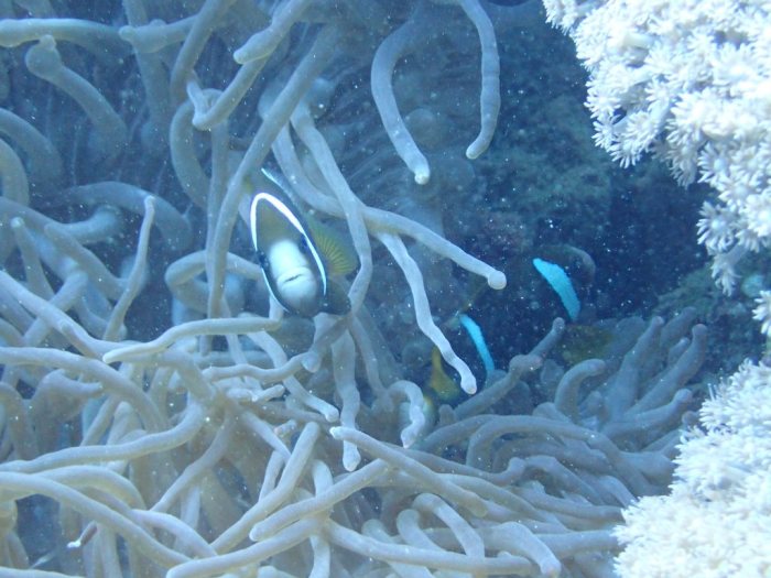 Amphiprion akindynos