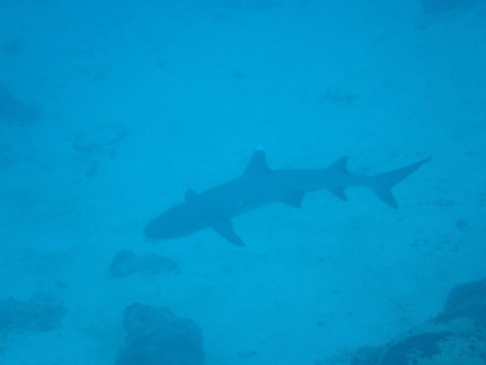 Requin à pointe blanche du lagon