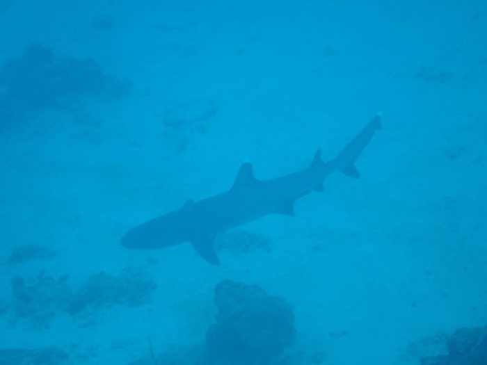 Requin à pointe blanche du lagon