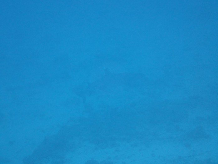 Requin à pointe blanche du lagon
