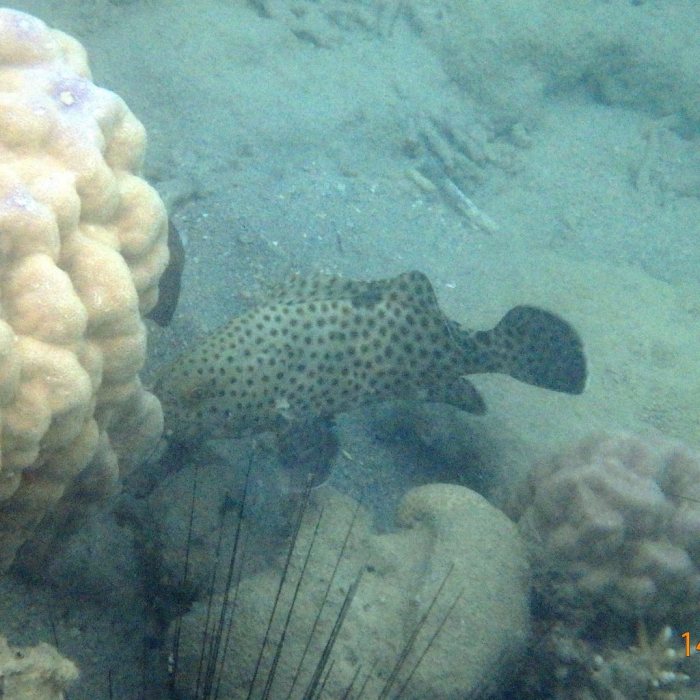 Epinephelus tauvina
