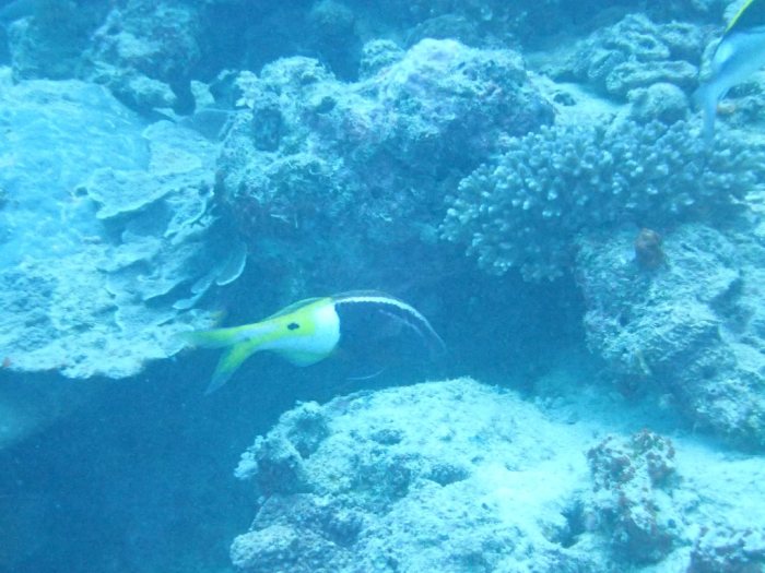 Parupeneus barberinoides
