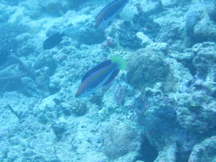 Cirrhilabrus punctatus