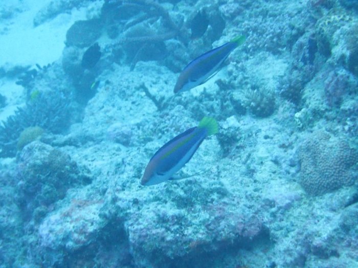 Cirrhilabrus punctatus