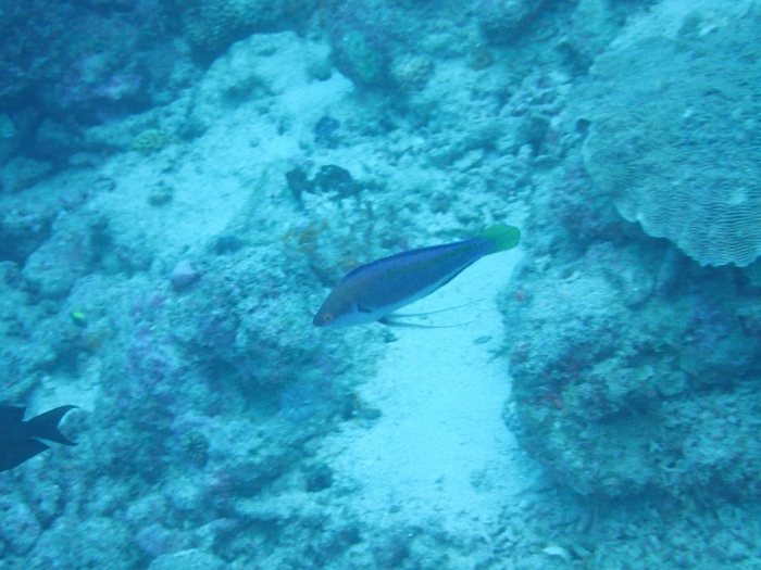 Cirrhilabrus punctatus