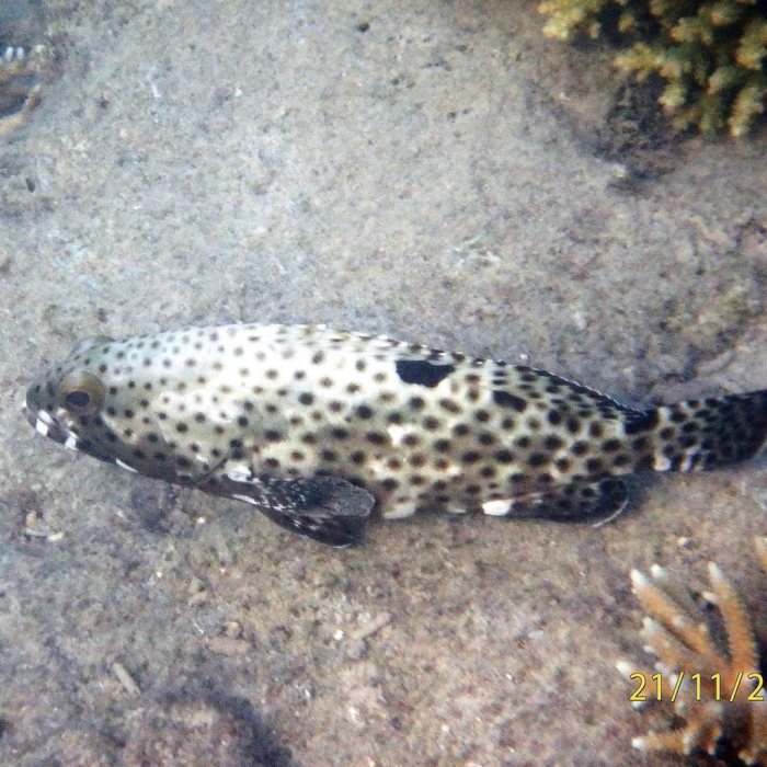 Epinephelus tauvina