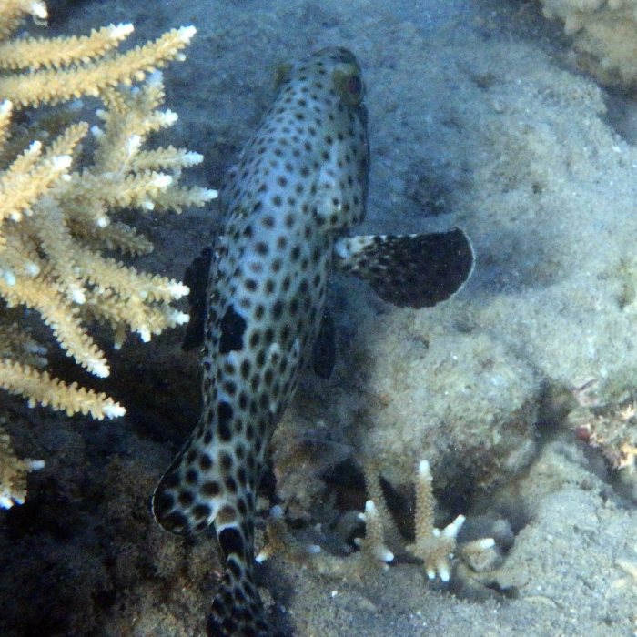 Epinephelus tauvina