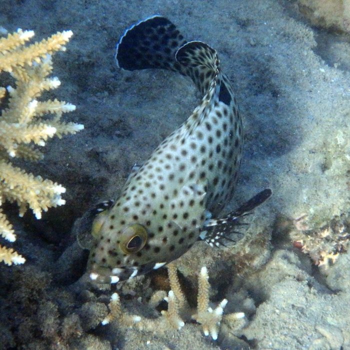 Epinephelus tauvina