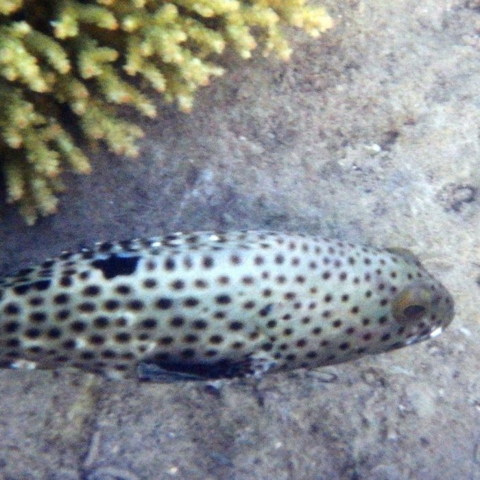 Epinephelus tauvina