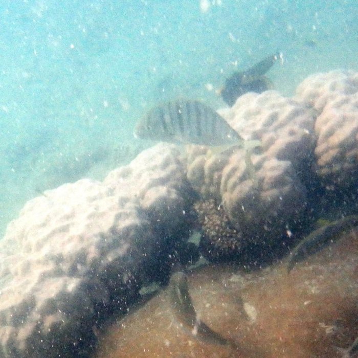 Gnathanodon speciosus