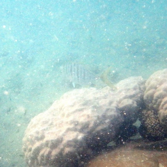Gnathanodon speciosus