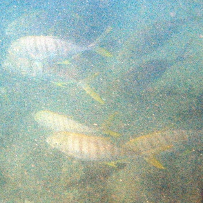 Gnathanodon speciosus