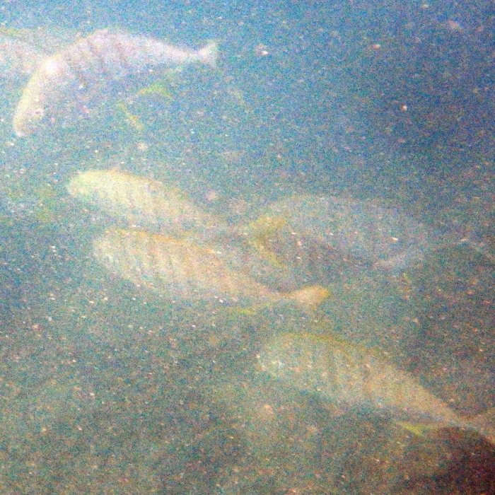Gnathanodon speciosus