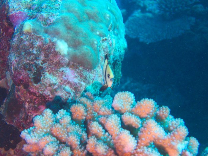 Dascyllus reticulatus
