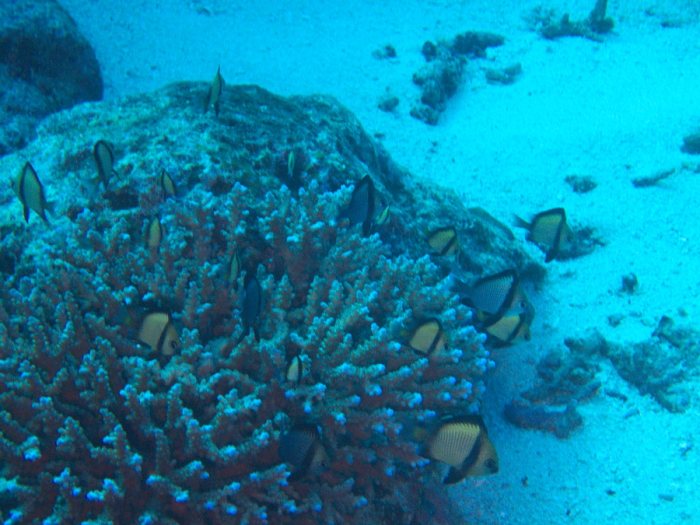 Dascyllus reticulatus