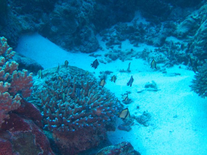 Dascyllus reticulatus