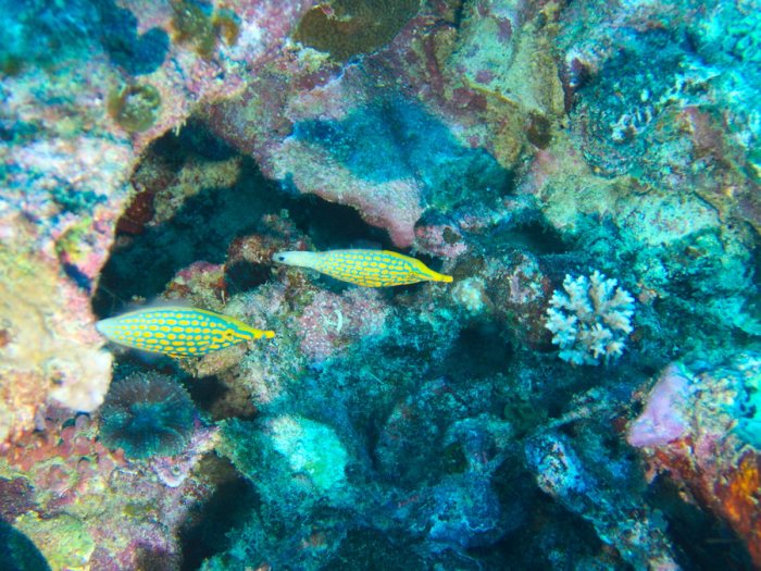 Oxymonacanthus longirostris