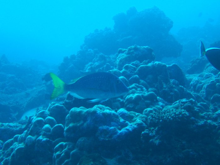 Lethrinus atkinsoni