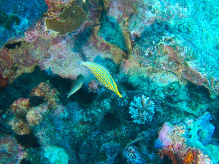 Oxymonacanthus longirostris