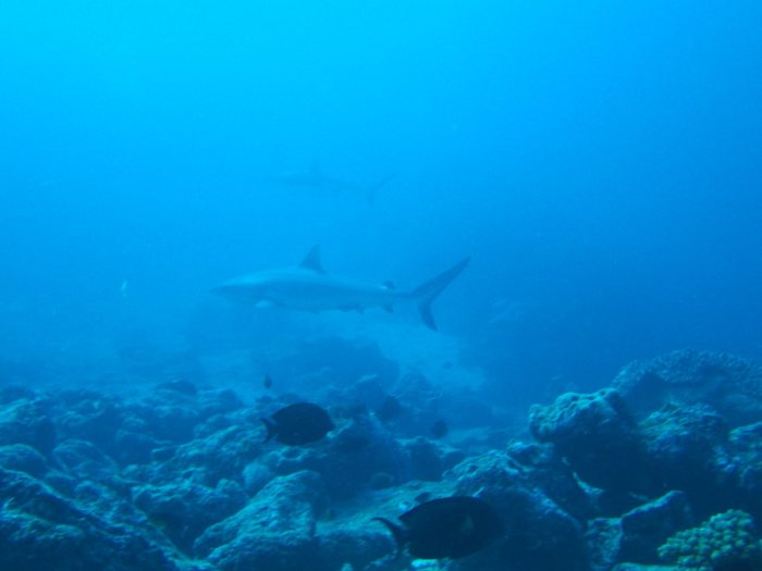 Requin gris de récif