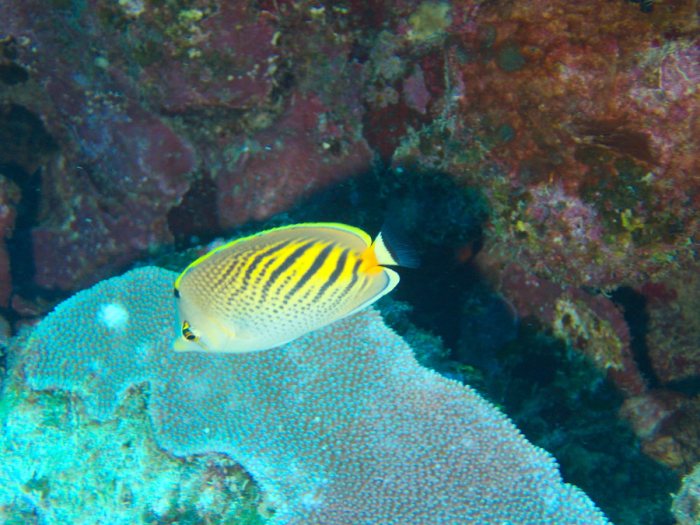 Chaetodon pelewensis
