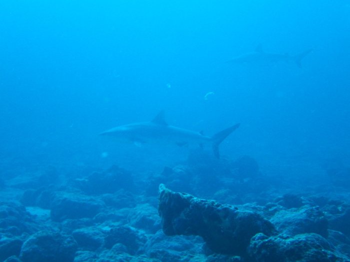 Requin gris de récif