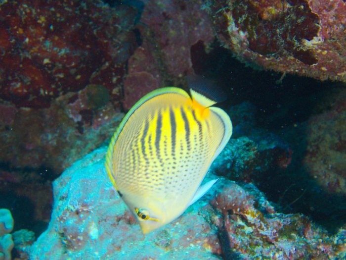 Chaetodon pelewensis