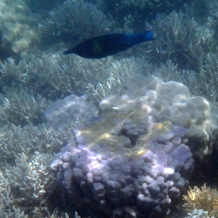 Gomphosus varius