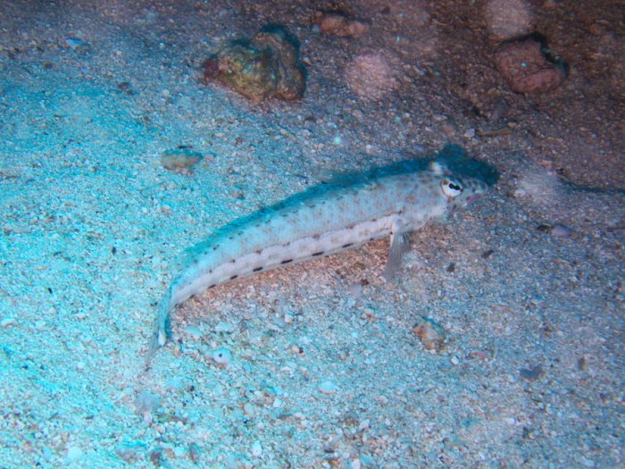 Parapercis