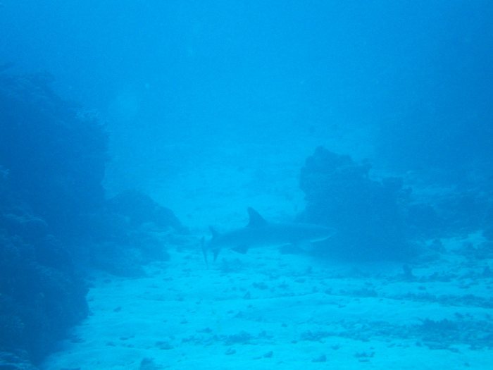 Requin gris de récif