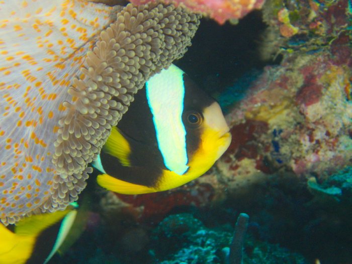 Amphiprion clarkii