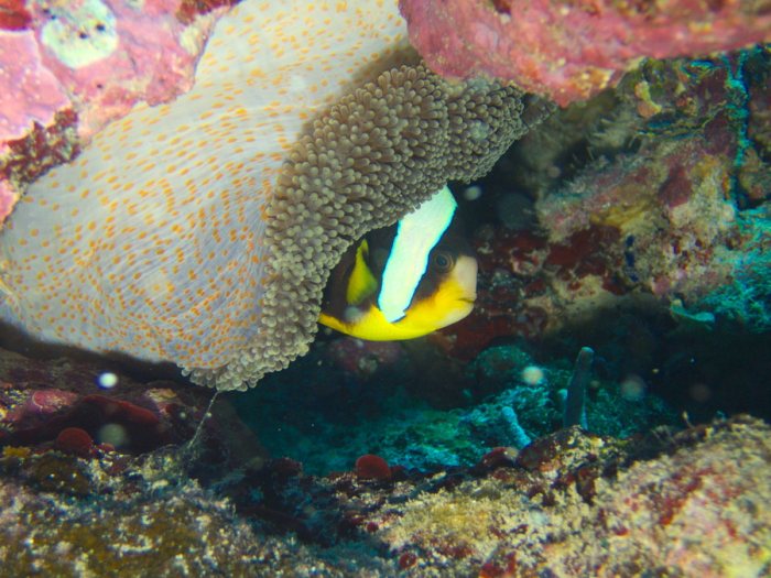 Amphiprion clarkii