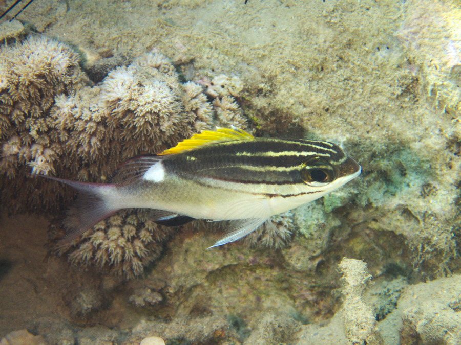 Scolopsis bilineata