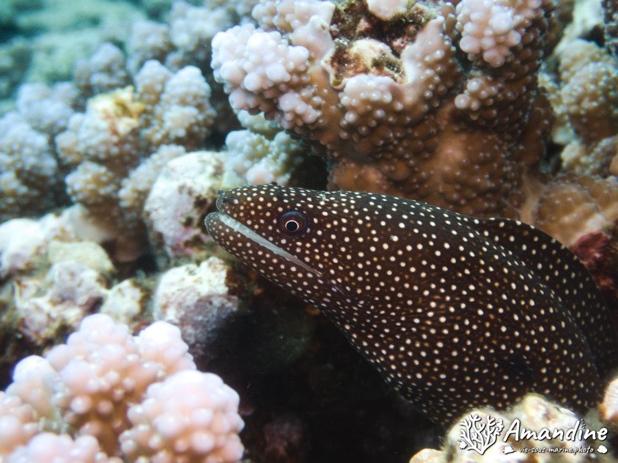 Gymnothorax meleagris