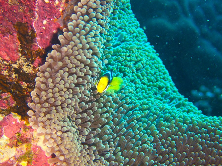 Amphiprion clarkii