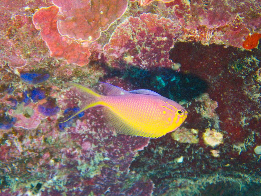 Pseudanthias pascalus