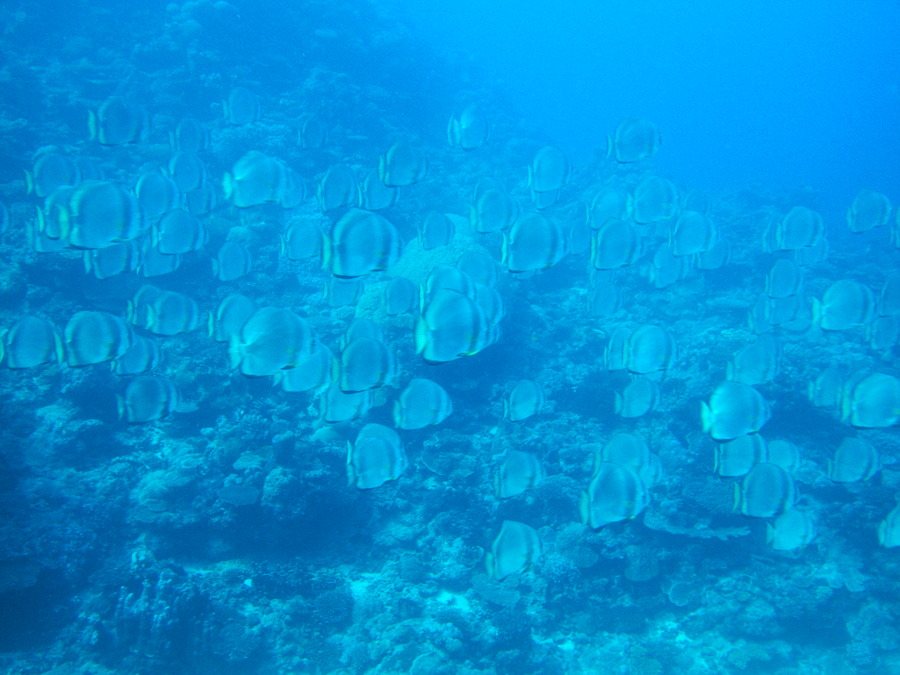 Platax teira