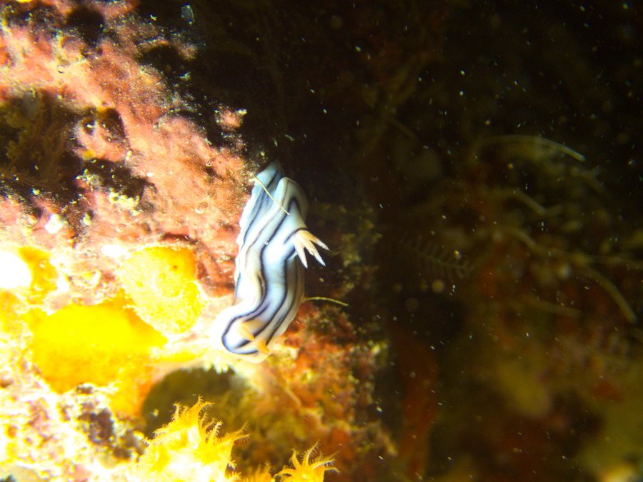 Mollusques