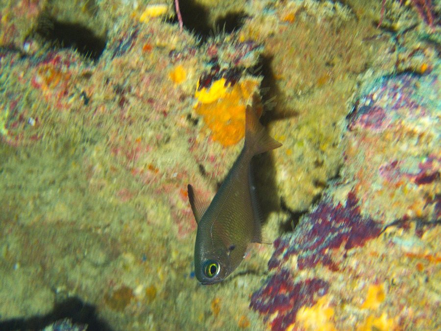 Pempheris oualensis