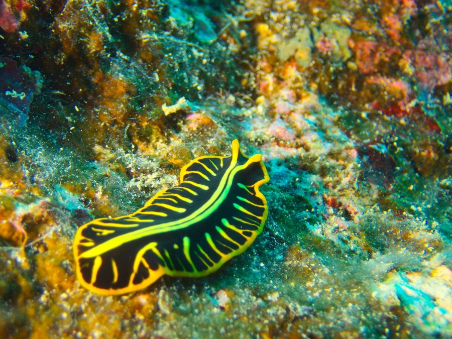 Pseudoceros cf. dimidiatus