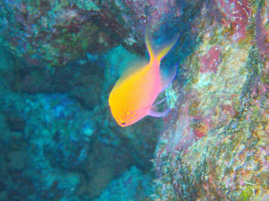Serranocirrhitus latus