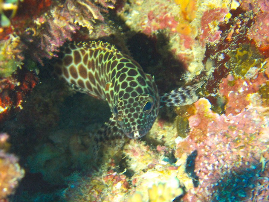 Epinephelus merra