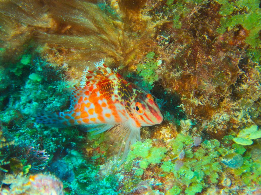 Cirrhitichthys falco