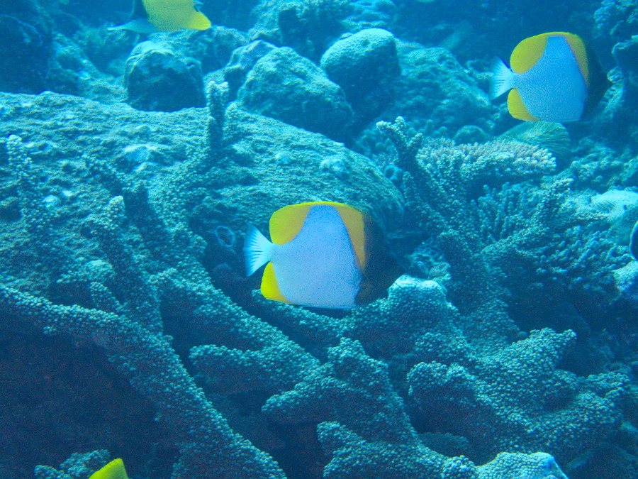 Hemitaurichthys polylepis