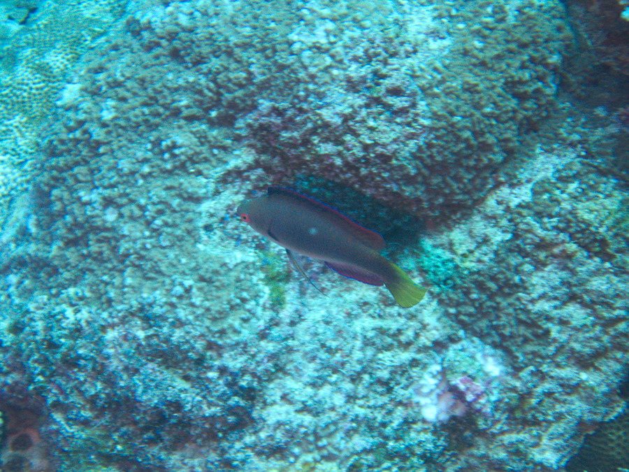 Cirrhilabrus punctatus